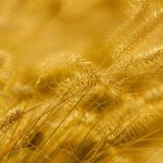 Buy Gold Coins as an Investment: What You Need to Know